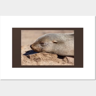 Baby seal. Posters and Art